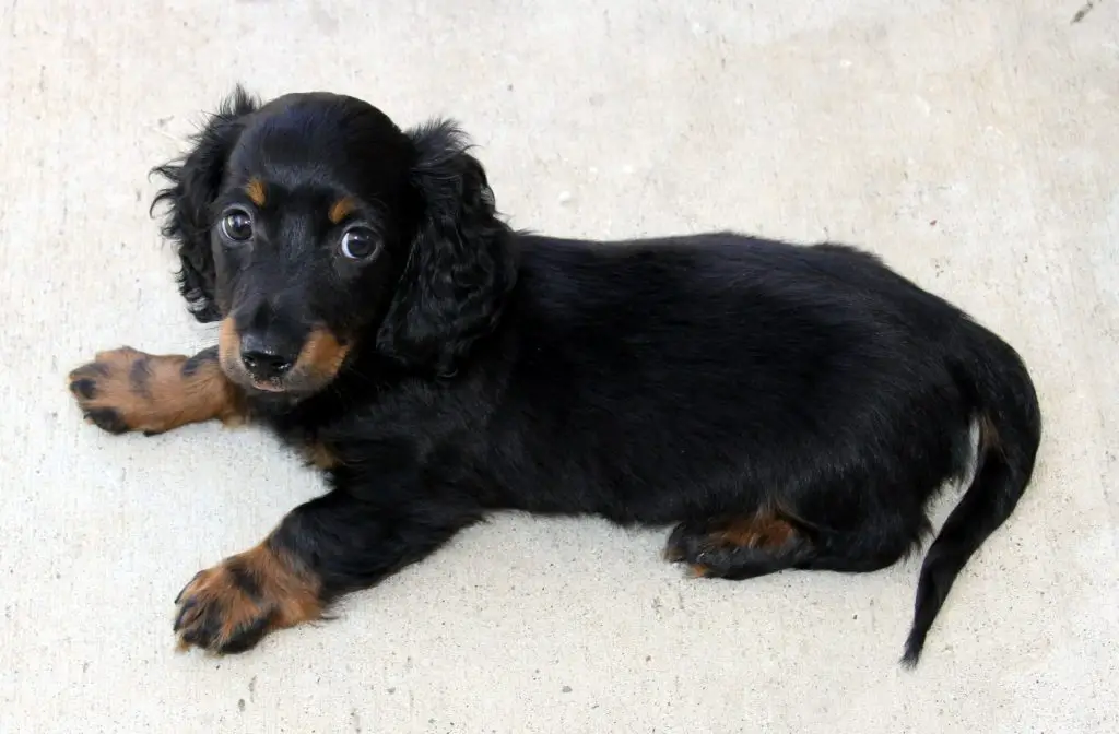 Dachshund 