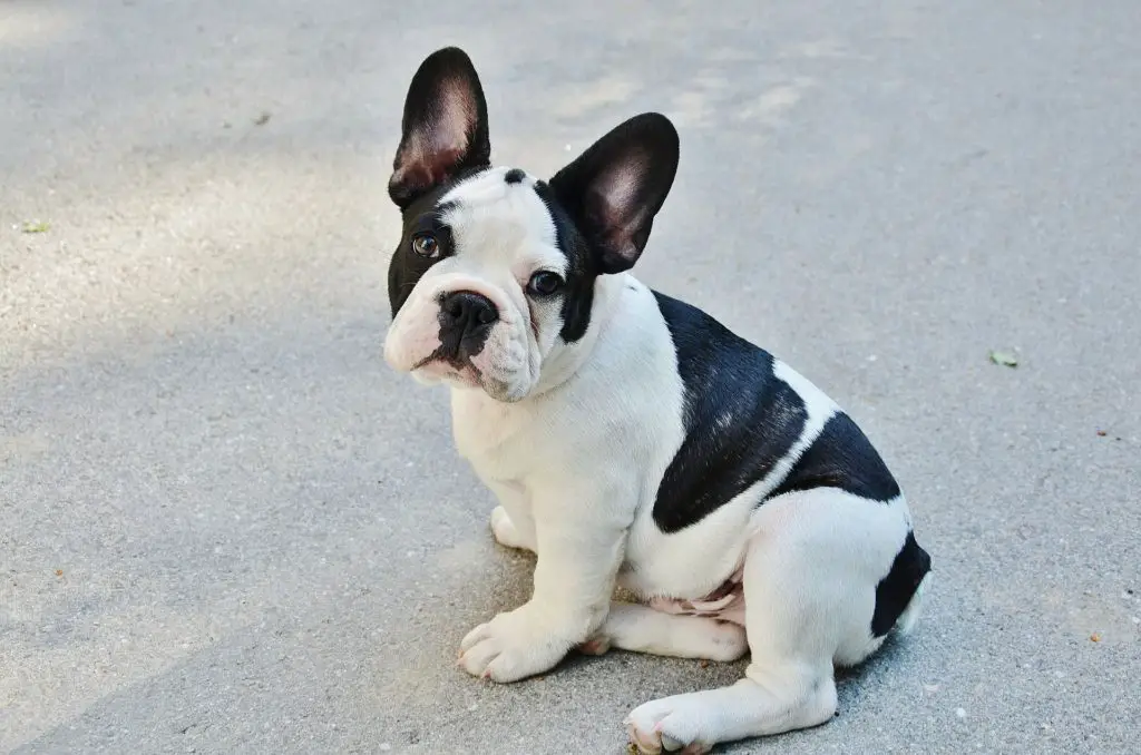 French Bulldog BEST SMALL DOGS FOR KIDS NOT SHEDDING