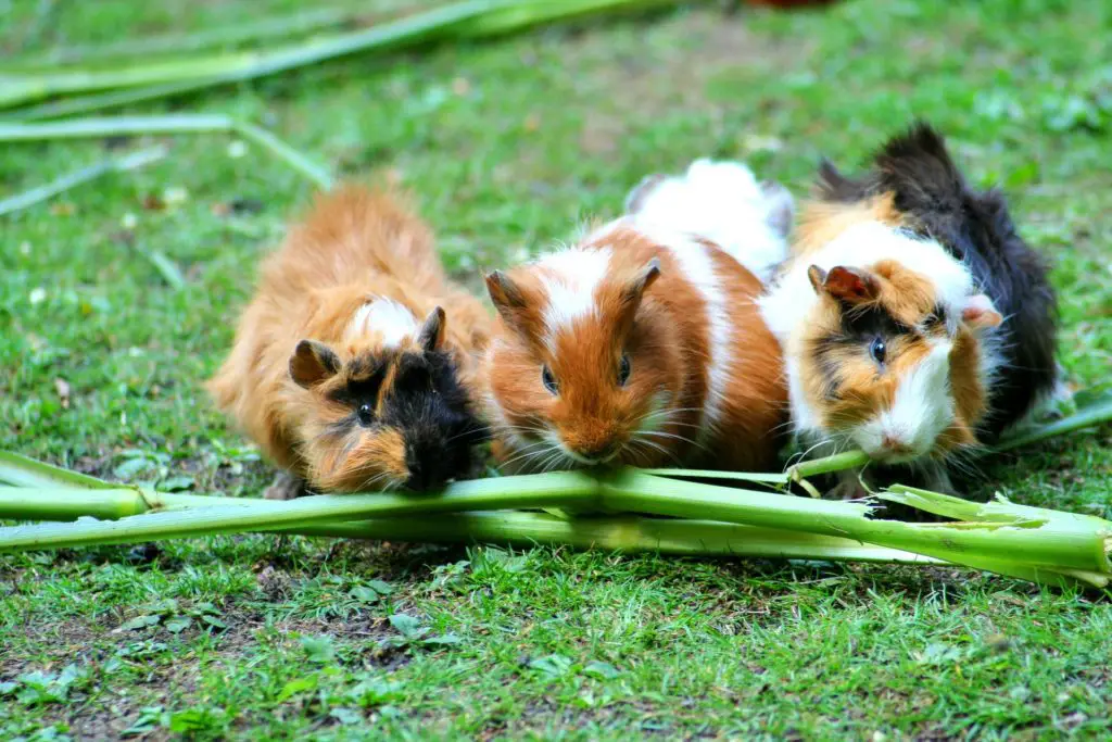 GUINEA PIG NAMES