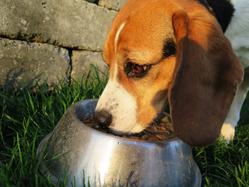 Best Wet Dog Food To Mix With Dry
