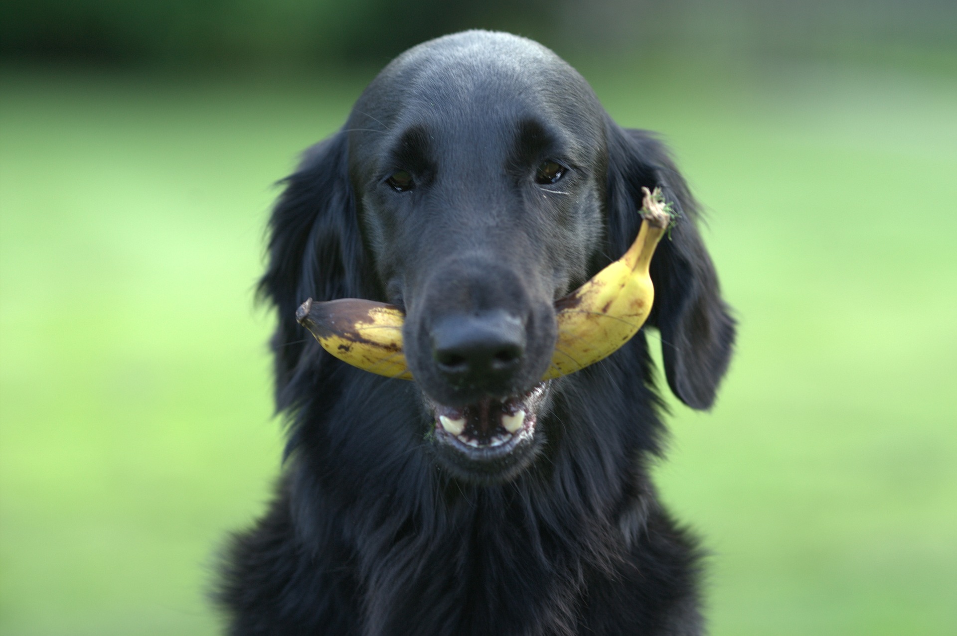 Can Dogs Eat Bananas