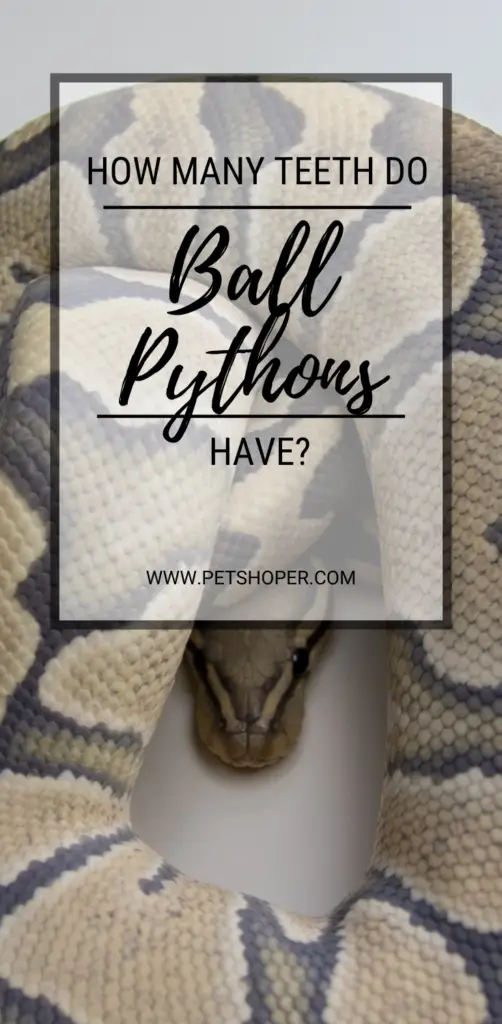 How Many Teeth Do Ball Pythons Have