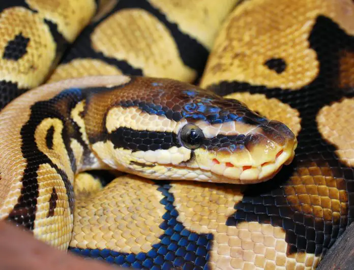 How Many Teeth Do Ball Pythons Have? [Ball Python Facts] | PetShoper