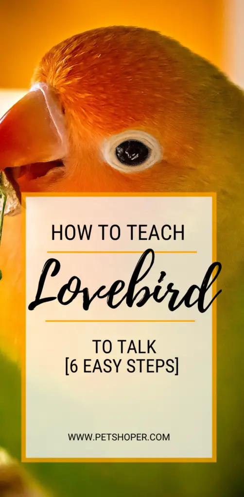 How To Teach A Lovebird To Talk pin