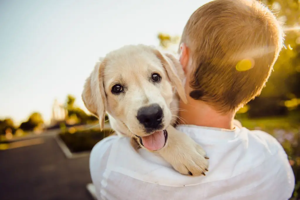 Why Dogs Are Good For Your Health pin
