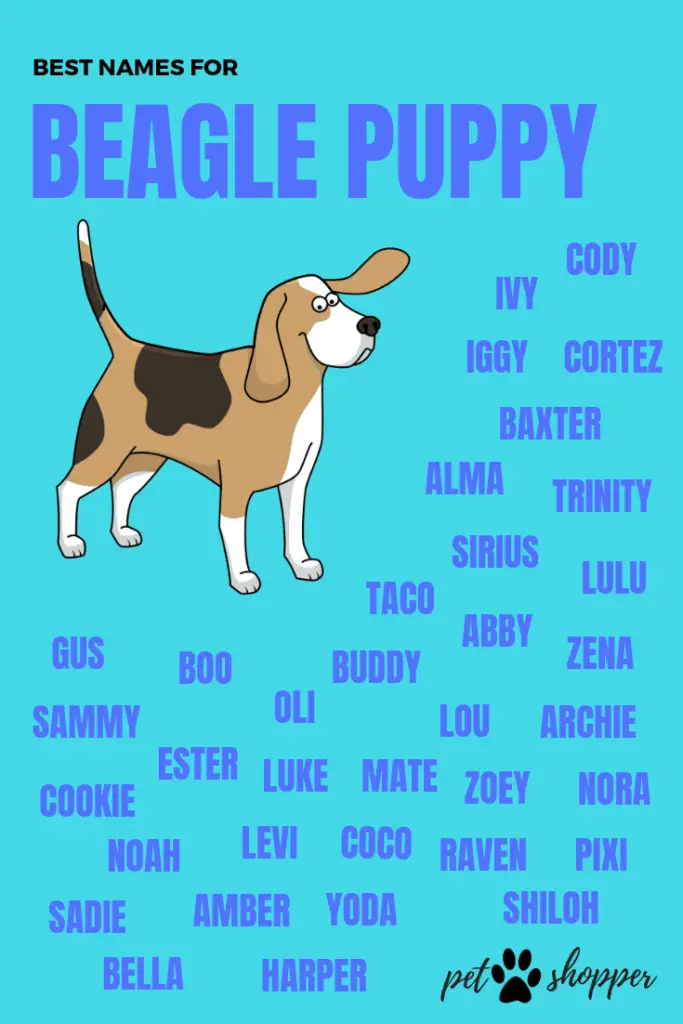 beagle puppy names pin