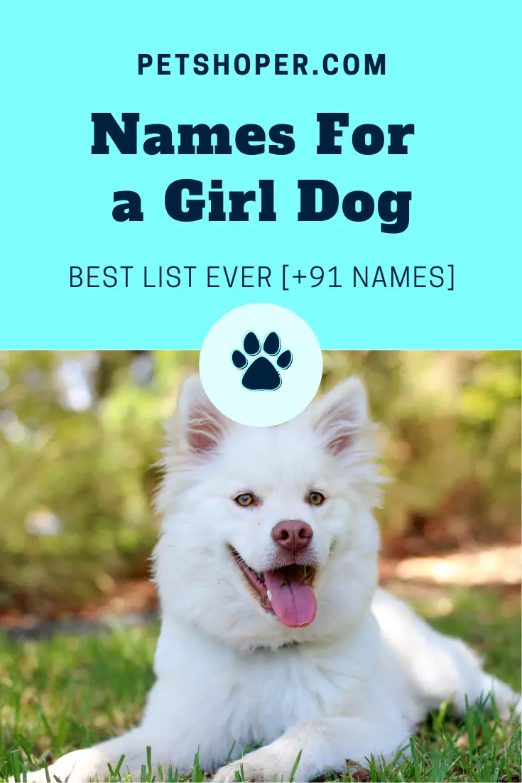 Good Names For a Girl Dog - BEST LIST EVER [+91 NAMES] - PetShoper