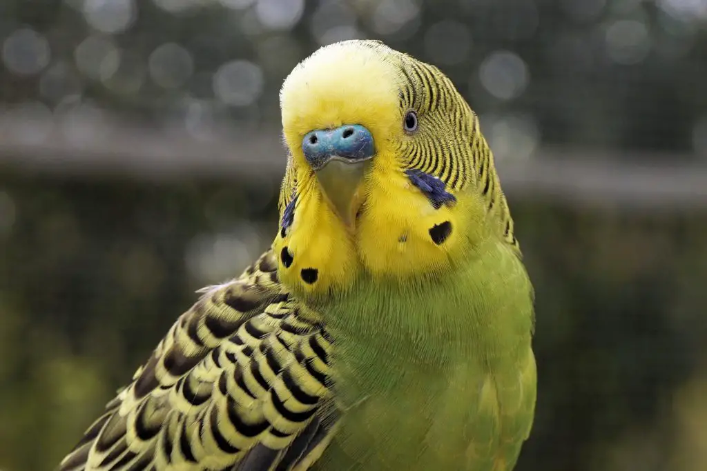 Parakeets male