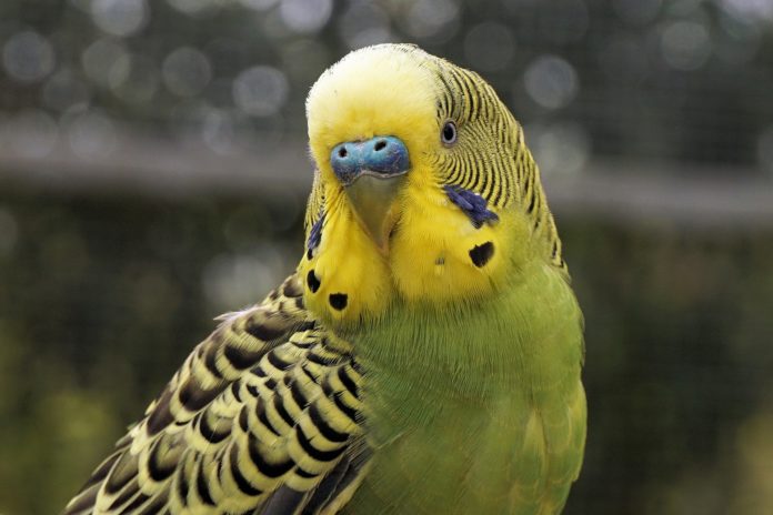 Purple Parakeets As Pets: All You Need To Know [+best Tips] - Petshoper