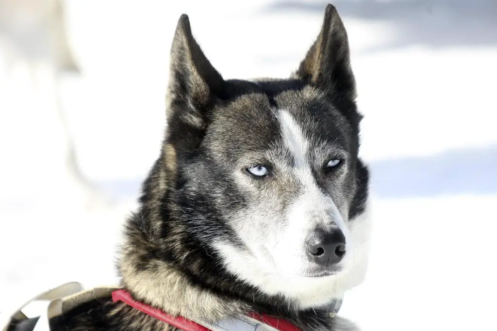 why-do-huskies-look-like-wolves-in-depth-brief-petshoper