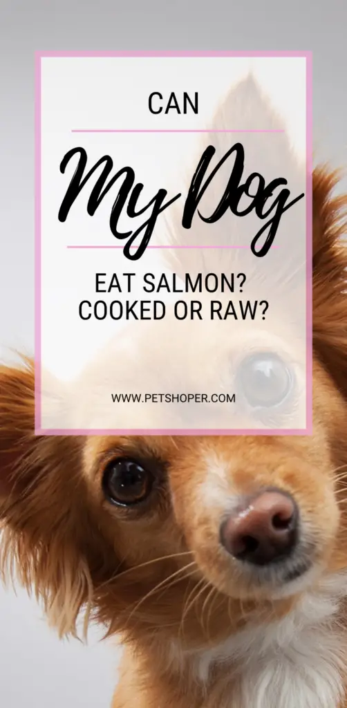 can my dog eat salomon pin