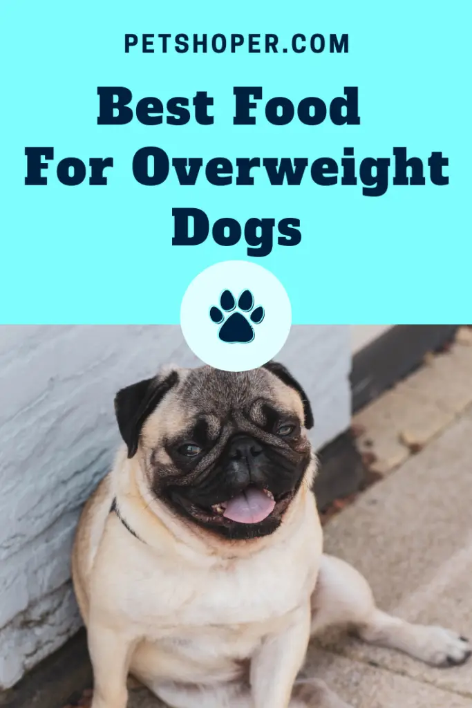 Best Food For Overweight Dogs Pin