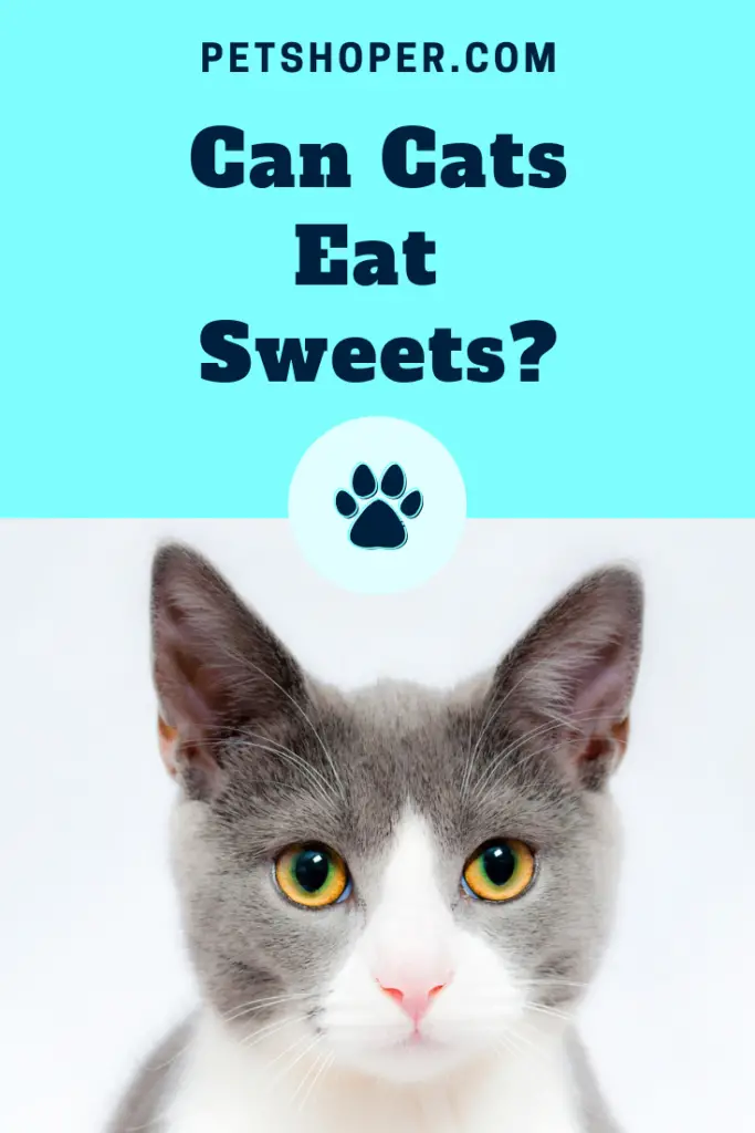 Can Cats Eat Sweets pin