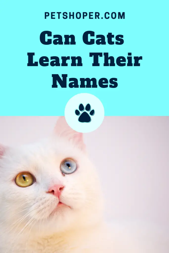 Can Cats Learn Their Names pin