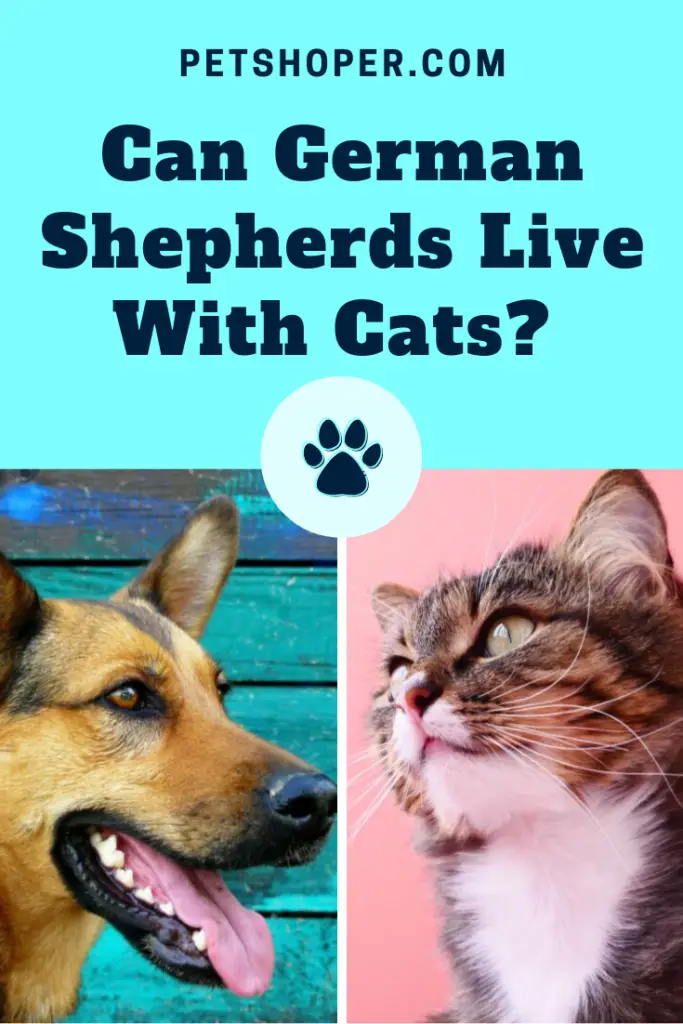 Can German Shepherds Live With Cats pin