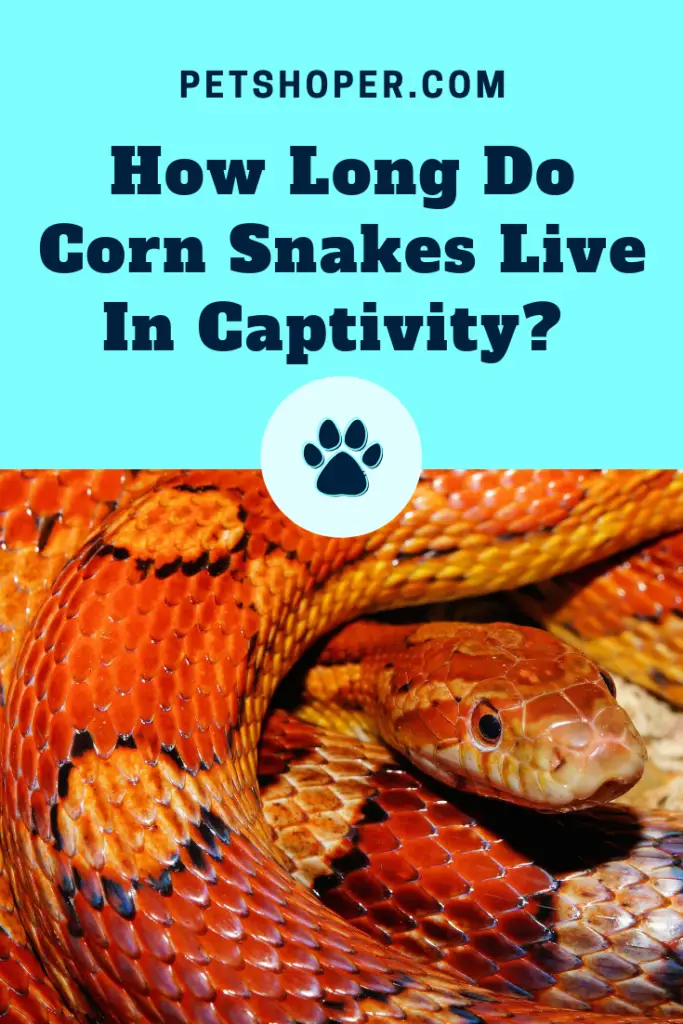 How Long Do Corn Snakes Live In Captivity pin