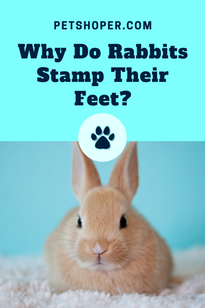 Why Do Rabbits Stamp Their Feet pin