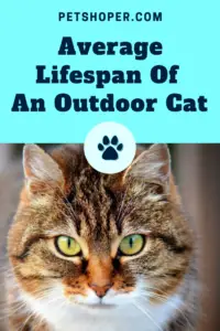 Average Lifespan Of An Outdoor Cat pin