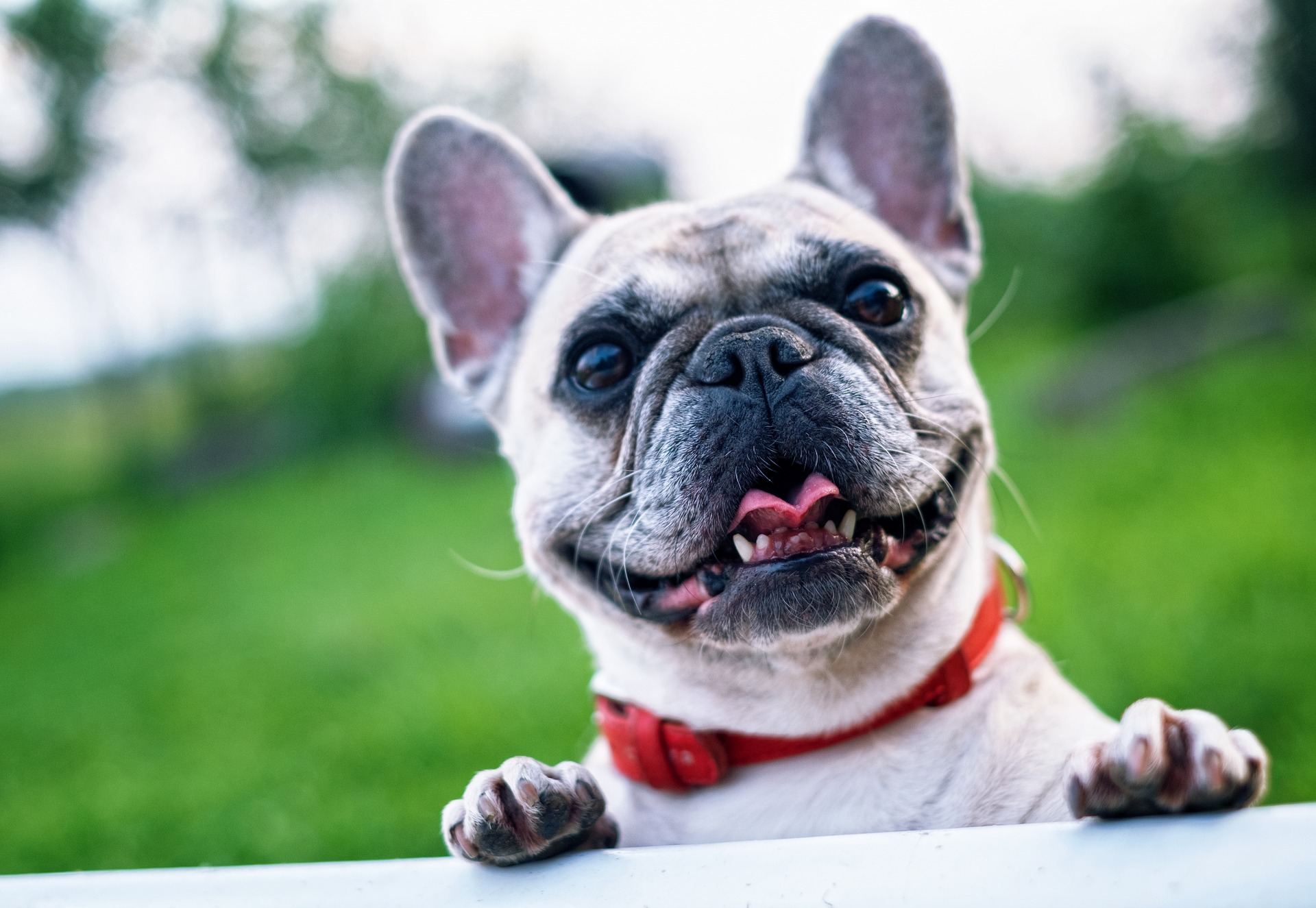 Best Harness For A French Bulldog