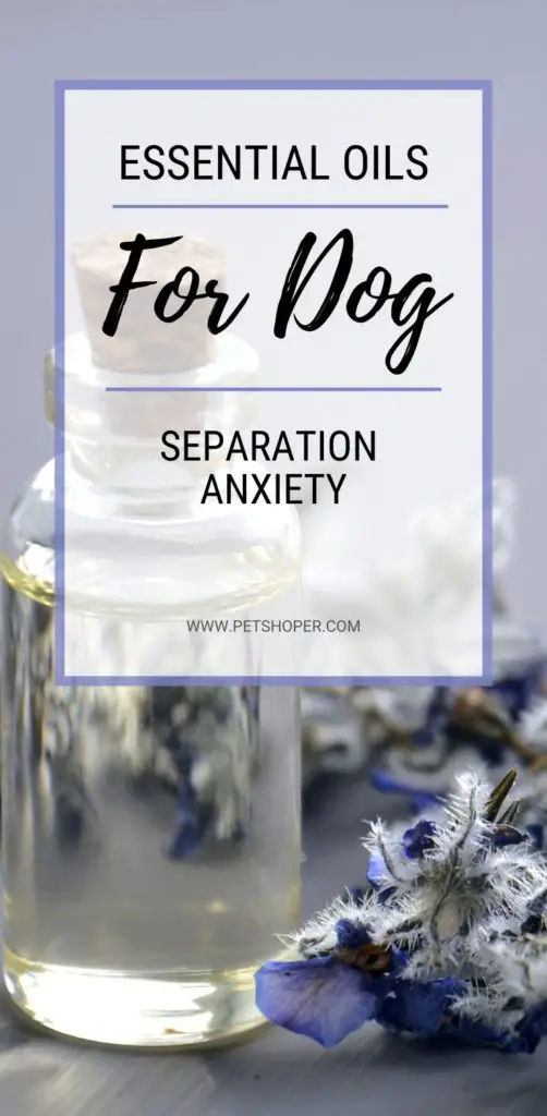 Essential Oils For Dog Separation Anxiety pin