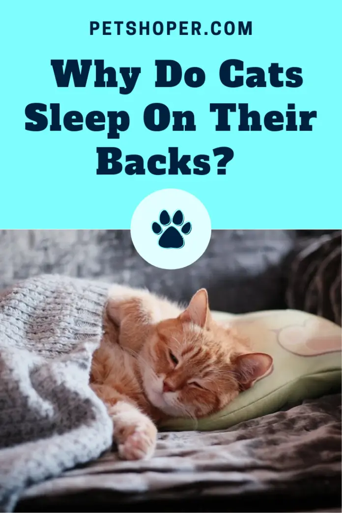 Why Do Cats Sleep On Their Backs? [Best Guide] - PetShoper