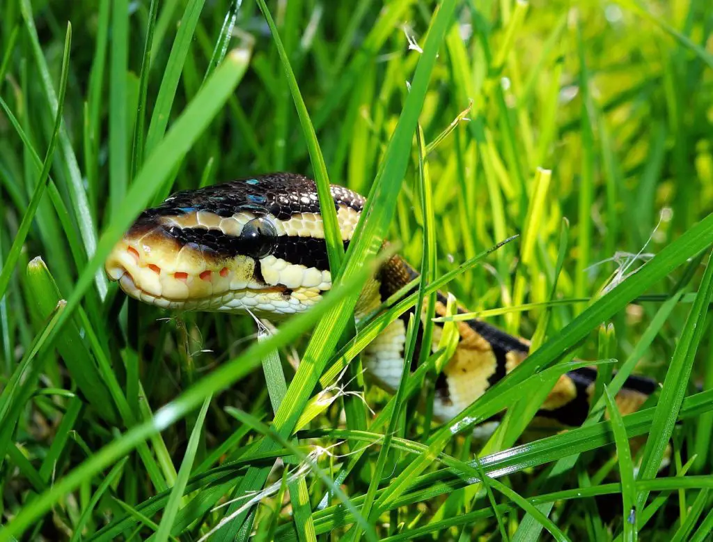 African Ball Pythons