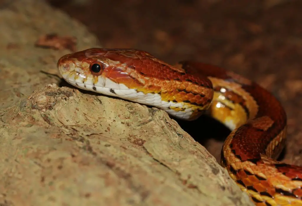 Corn Snakes