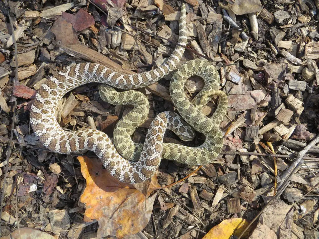 Hognose Snakes