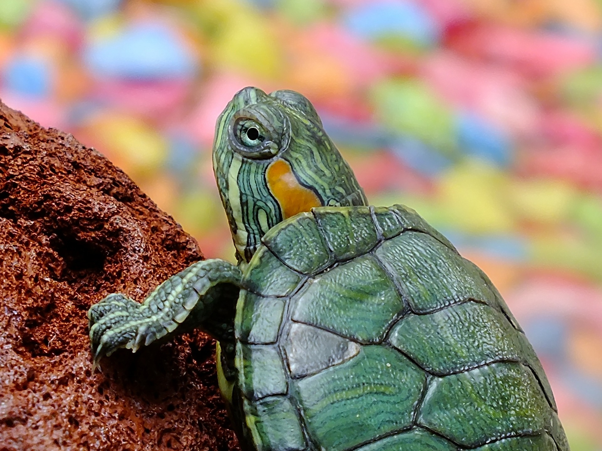 270-best-names-for-pet-turtles-and-tortoises-petshoper