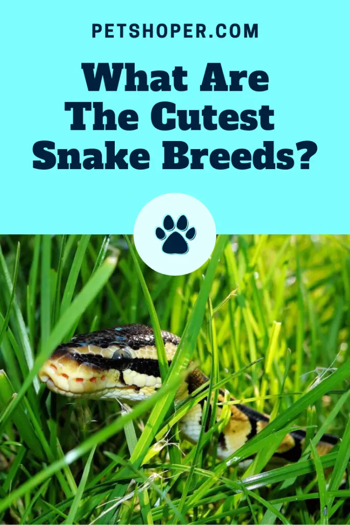 What Are The Cutest Snake Breeds pin