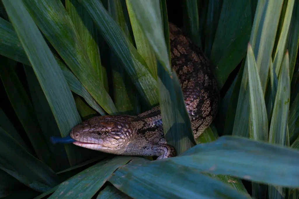 BLUE TONGUE SKINK-best lizard for pets