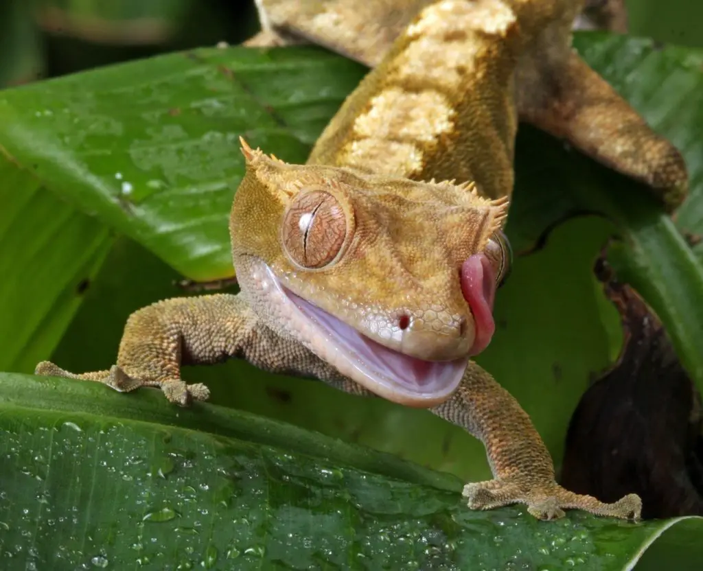 CRESTED GECKO-best lizard for pets