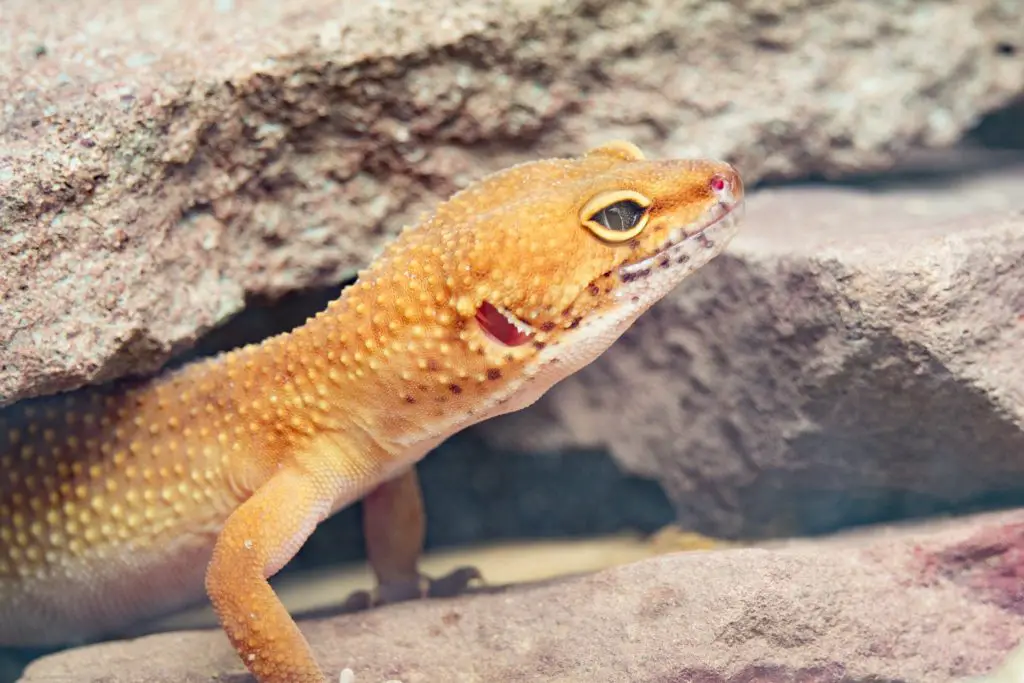 LEOPARD GECKO-best lizard for pet