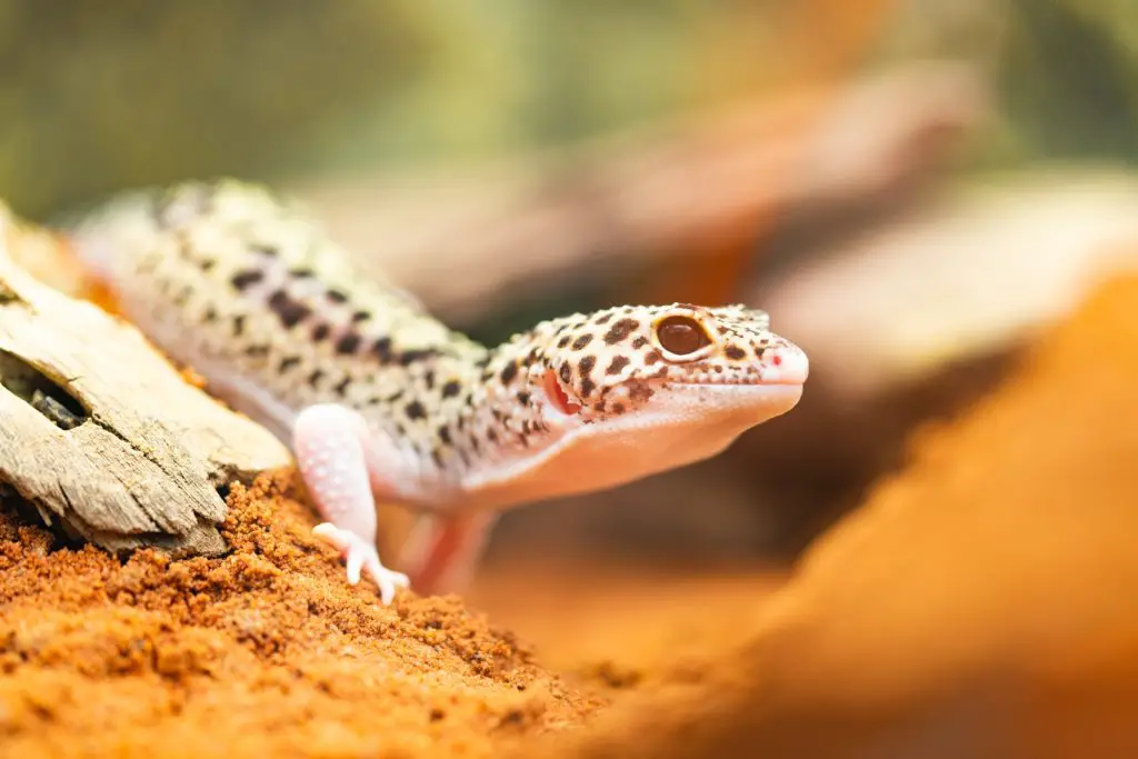 Leopard Geckos