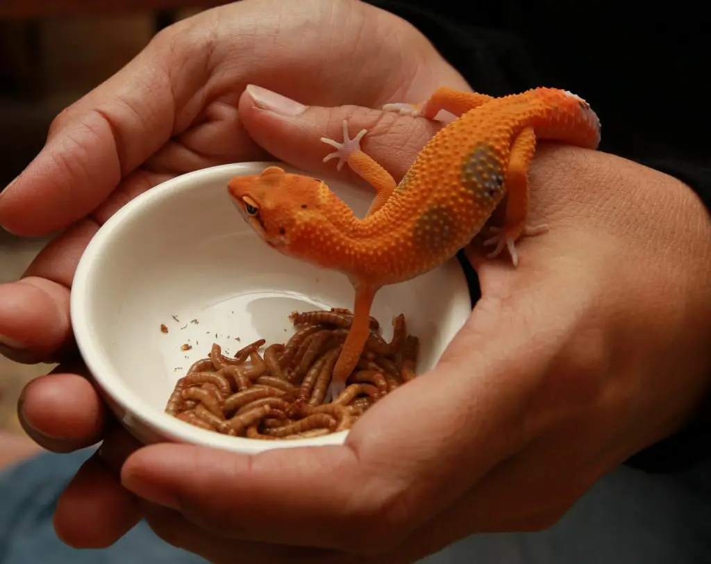 What To Feed Your Gecko