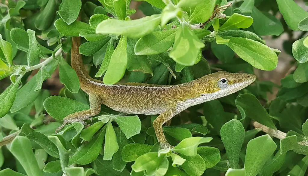 anole-best lizard for pets