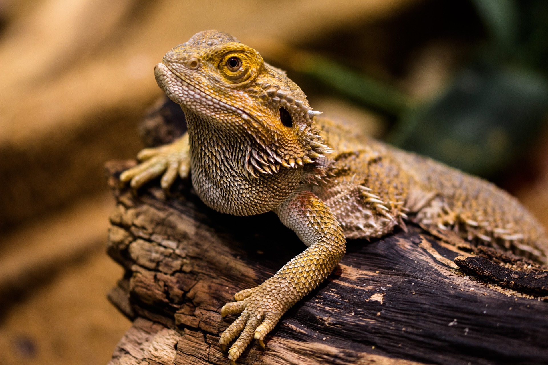 Best Lizards For Pets [4 Great for Beginners]