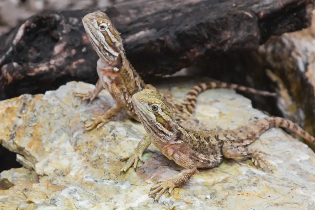 dwarf-bearded-dragon-best lizard for pets