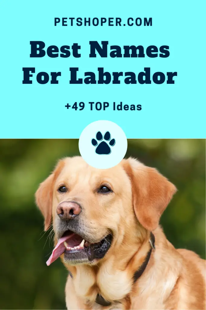 Best Names For Labrador pin