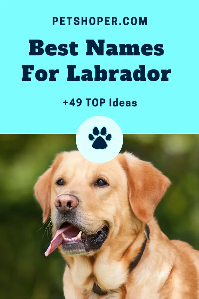 Best Names For Labrador + 49 TOP Ideas - PetShoper