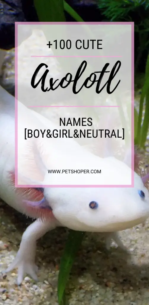 Cute Axolotl Names pin