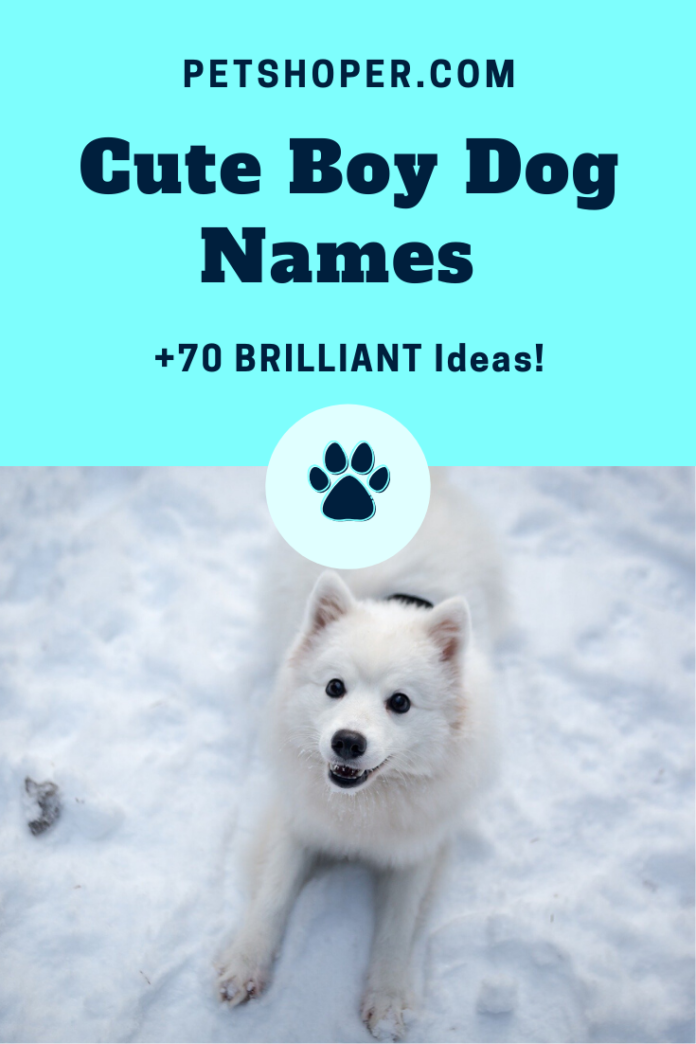 Cute Boy Dog Names +70 BRILLIANT Ideas!!!