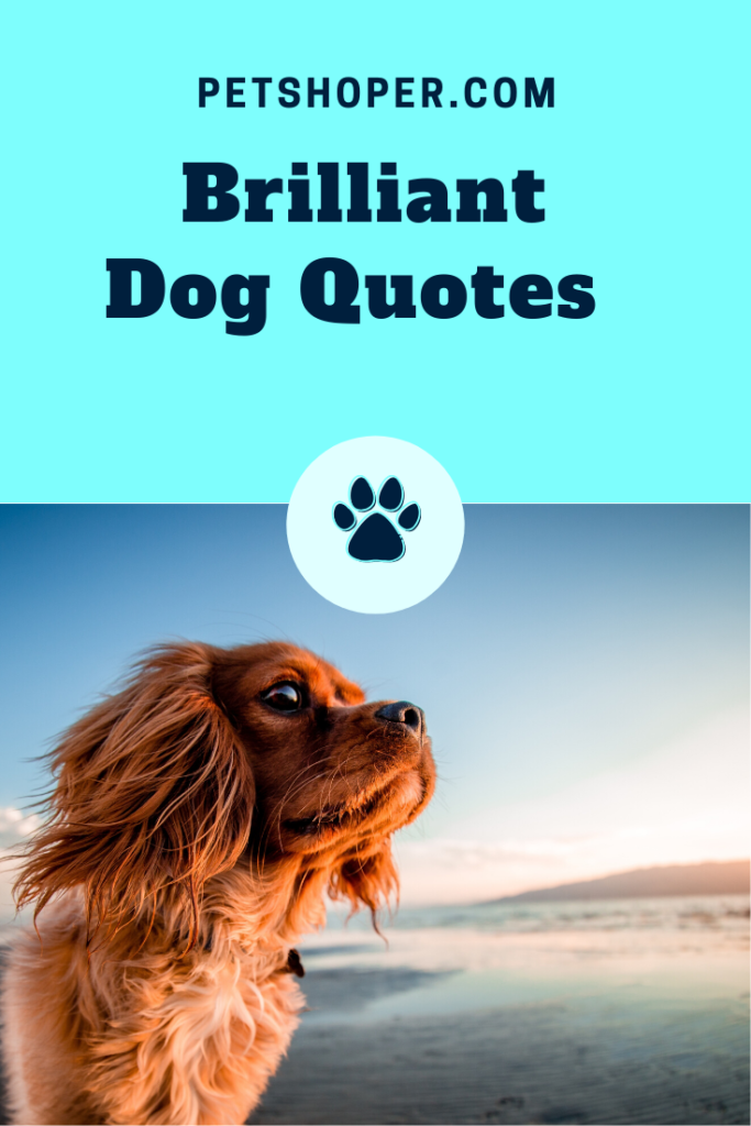 Dog Quotes pin
