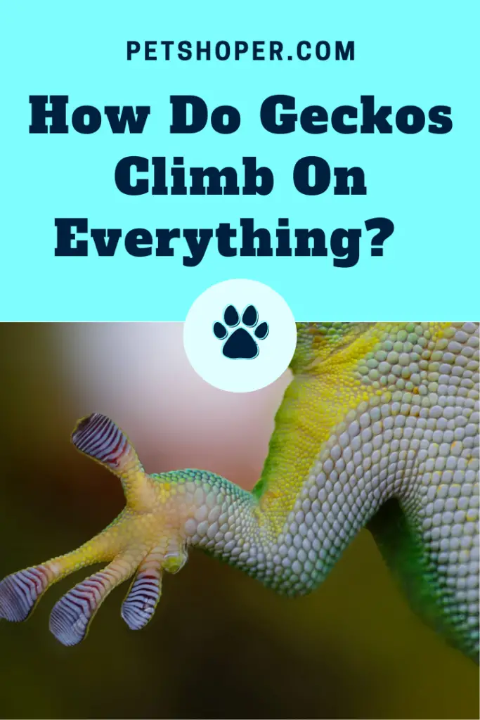 How Do Geckos Climb On Everything pin