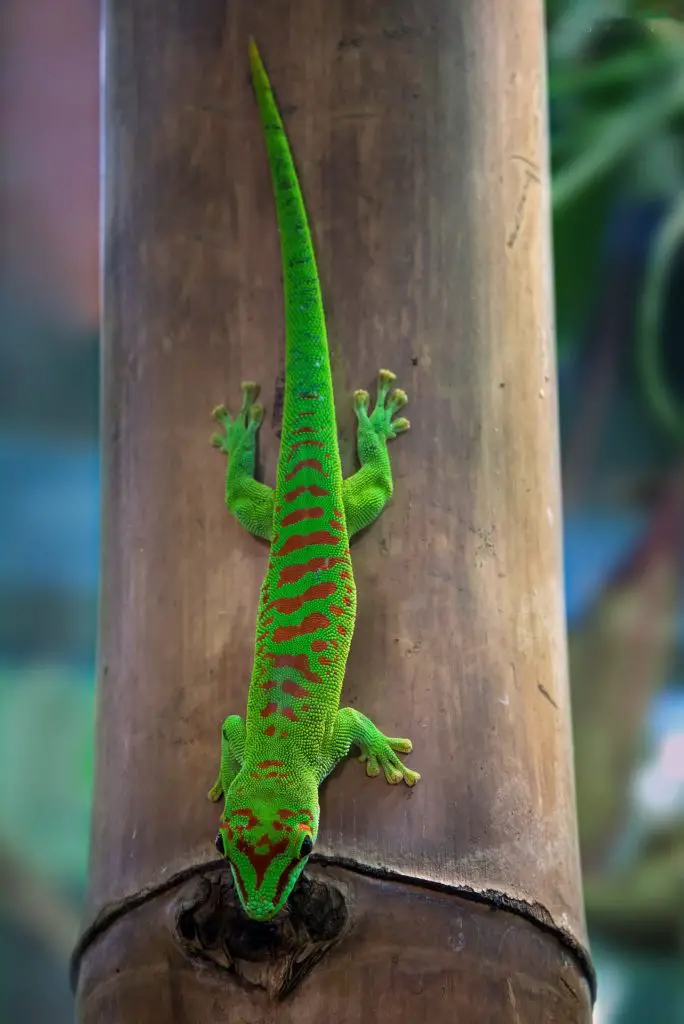 How Do Geckos Stick To Walls