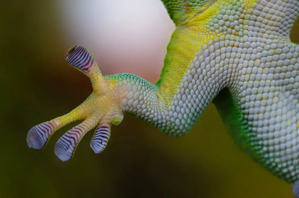 How Do Geckos Walk On Ceilings