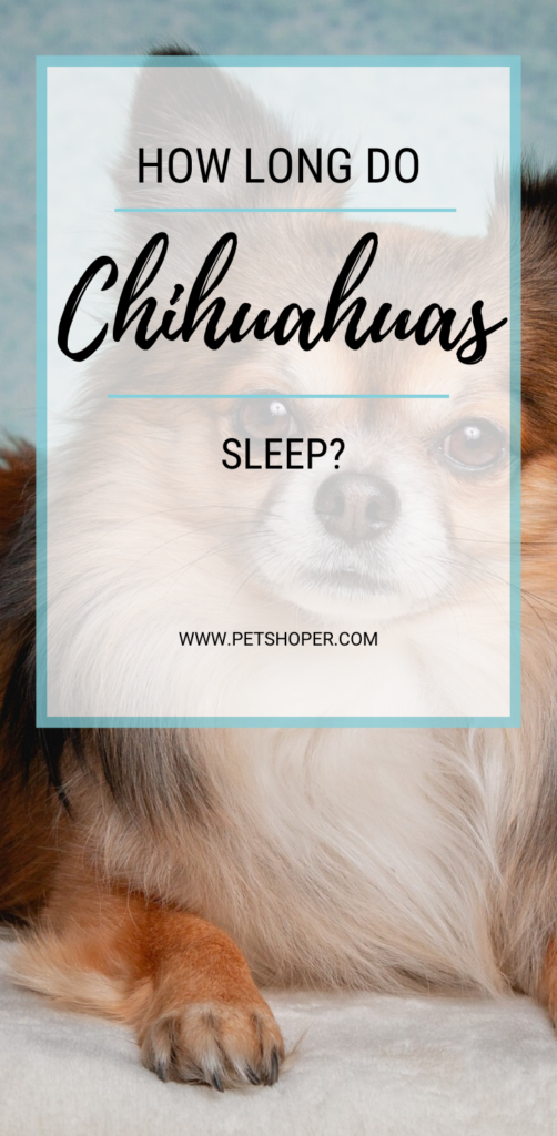How Long Do Chihuahuas Sleep pin