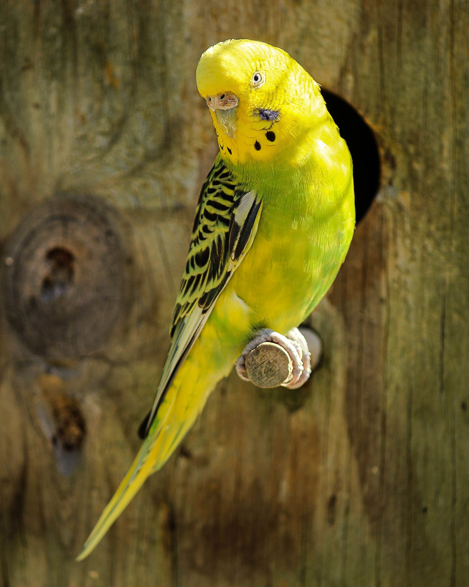 How Long Do Parakeets Live on Average
