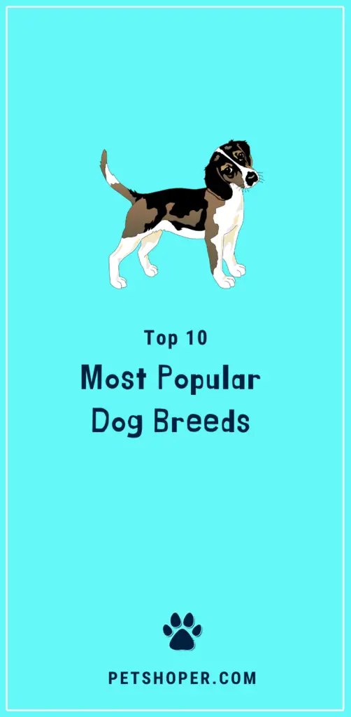 Top 10 Most Popular Dog Breeds