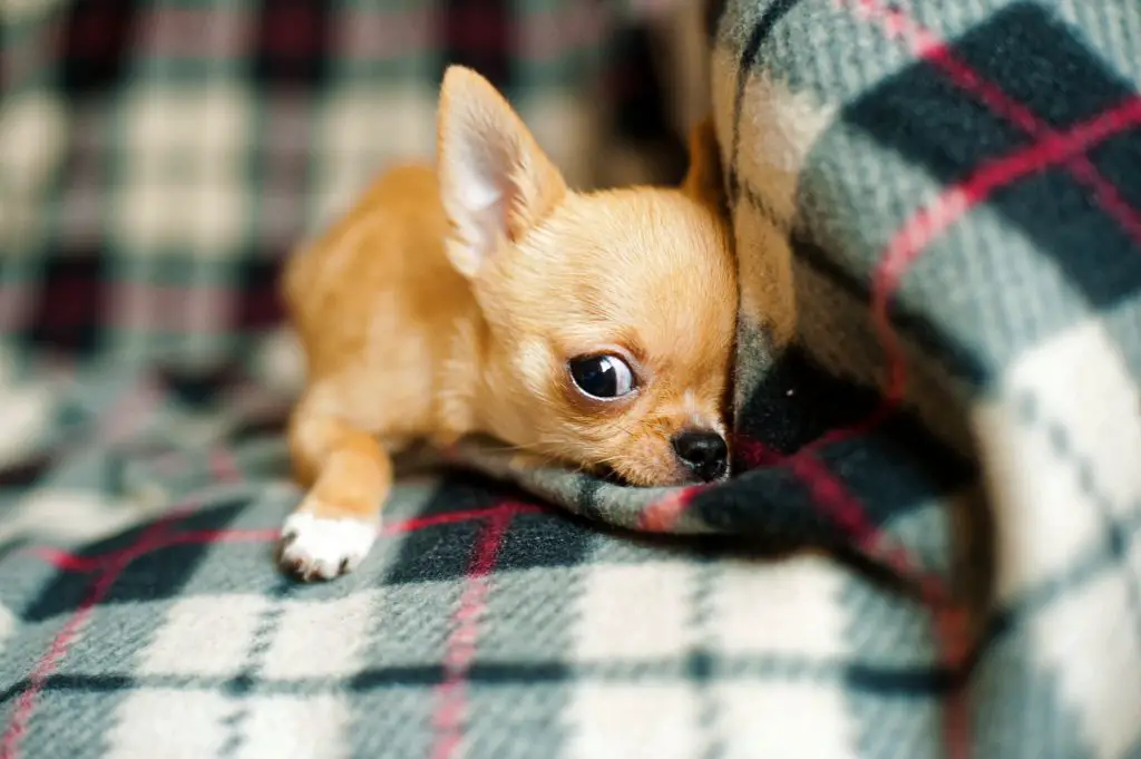 chihuahua-puppy